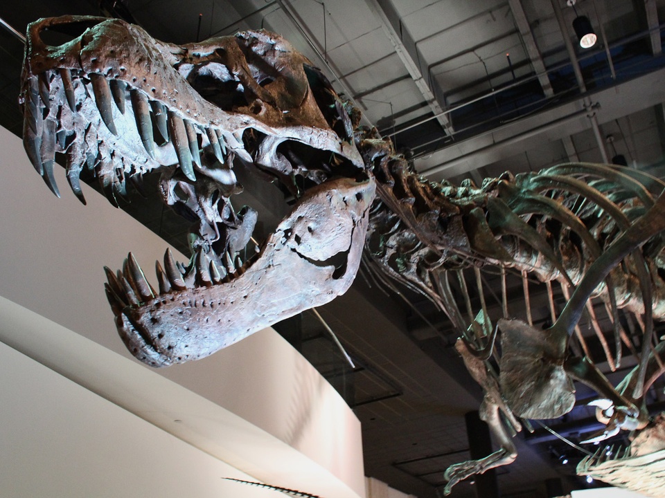 A dinosaur lover's dream Inside the Houston Museum of Natural Scie