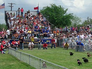 Austin Photo: Events_Wiener Dog Race_Crowds