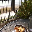 News_Paws on Patios
