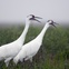 Austin Photo: News_kevin_TPWD_whooping crane_December 2012
