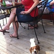 News_Paws on Patios