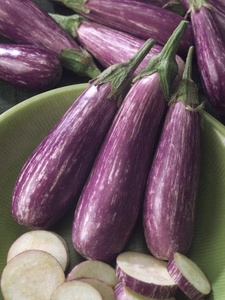 Eggplant at North Haven Gardens in Dallas