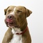 Cafe is a big dog with a sweet, gentle soul