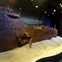 News_Marene_Titanic_Ship Model_Seabed Gallery
