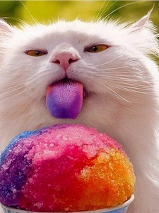 News_snow cone_cat