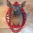 Austin photo: News_Matt McGinnis_Banger's_Pig Bust