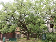 East Montrose home tour giant oak tree in Shiffick Park