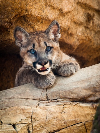 News_University of Houston_cougar cub_Houston Zoo_Shasta