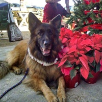 Greater Houston German Shepherd Dog Rescue presents Jingle Bell Bark and Brew