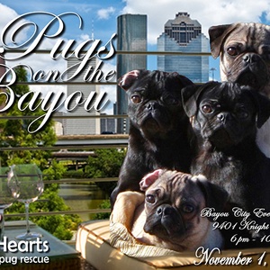 pug rescue san antonio quot pugs on the bayou quot benefiting pughearts houston pug rescue event culturemap houston pug rescue san antonio quot pugs on the bayou quot benefiting pughearts houston pug rescue event culturemap houston