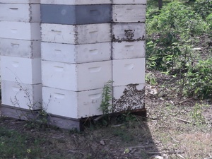 Stroope Honey Farms