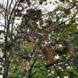 News_dying tree_branches_leaves