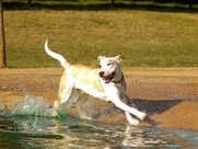 Dog playing in water at a park