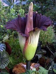 Corpse flower