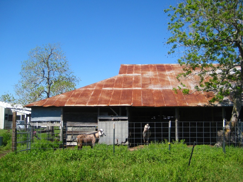 Blue Heron_goat farm