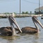 News_Katie_Pelican Release_April 2012_pelicans