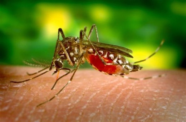 Austin Photo Set: News_Kreisberg_west nile virus_aug 2012_mosquito