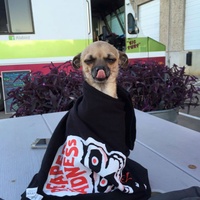 The Austin Flea presents Dogtoberfest