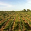 Joel, Messina Hof, July 2012, vineyard