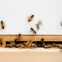 Bees in the apiary on the rooftop of Trace