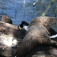 Heard Natural Science Museum & Wildlife Sanctuary presents Second Saturday Bird Walk