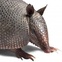 News_armadillo