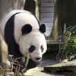 Tian Tian_Panda