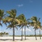 Austin Photo Set: News_Jessica Pages_Miami_dec 2011_palm trees