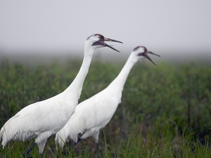 Austin Photo: News_kevin_TPWD_whooping crane_December 2012