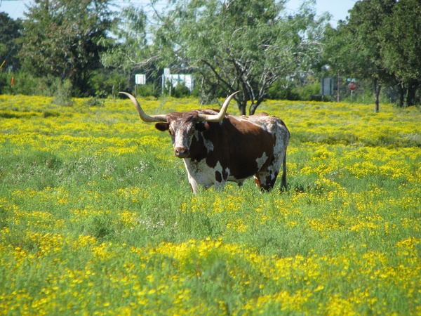 Texas longhorn, cow, steer