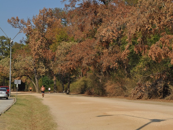 News_Memorial Park_dead trees_joggers