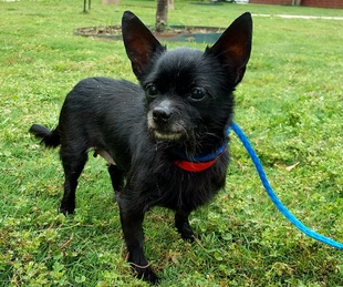 Pet of the Week-_Hoffman_Stella tennis 