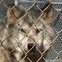 15, Katie, Saint Francis Wolf Sanctuary, November 2012, Mystery