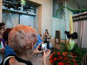 News_Lois_corpse flower_072310_crowd