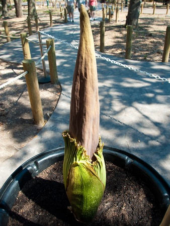News_corpse flower_Houston Zoo_Pewtunia