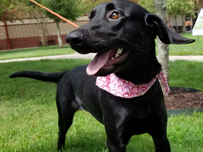 Houston, Pethouse pet of the week, August 2017, Peaches