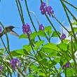 Katie, magical moment, butterflies and hummingbirds, January 2013