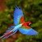 austin photo: news_sept 2012_gaskill_chiapas_macaw