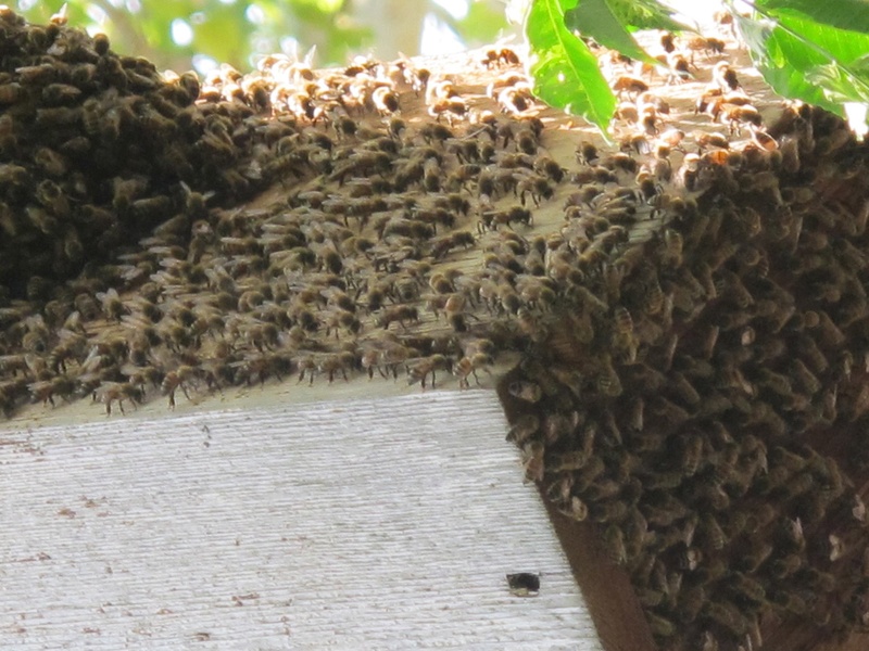 News_Katie_Patsy Cravens_bees at work