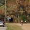News_Memorial Park_dead trees_joggers