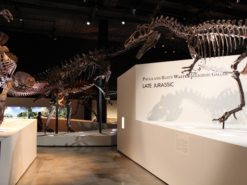 A dinosaur lover's dream Inside the Houston Museum of