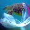 Austin Photo Set: News_Melissa Gaskill_plastic bags_wildlife_jan 2012_turtle