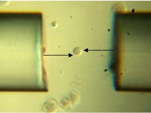 Fiber-optic spanner