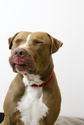 Cafe is a big dog with a sweet, gentle soul