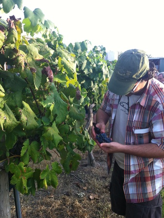 Joel, Messina Hof, July 2012, vineyard