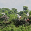  Katie, magical moment, butterflies and hummingbirds, January 2013, Smith Oaks Bird Sanctuary - Egrets and a Roseate Spoonbill - tending their hatchlings