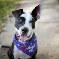 STAG Provisions presents Dog Days of Summer