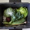 Farmhouse Delivery_vegetables