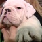 News_bulldog_puppy_stolen