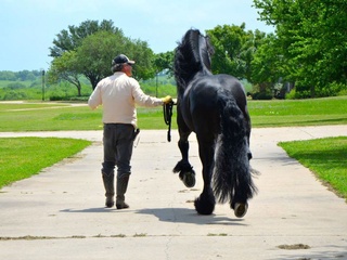 Black Star Sport Horses 2016 Spring Series